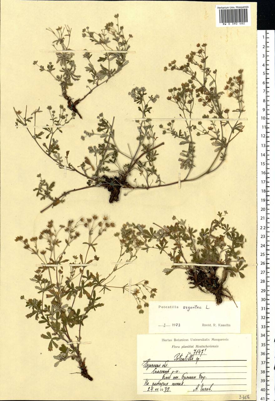 Potentilla argentea L., Eastern Europe, Central region (E4) (Russia)