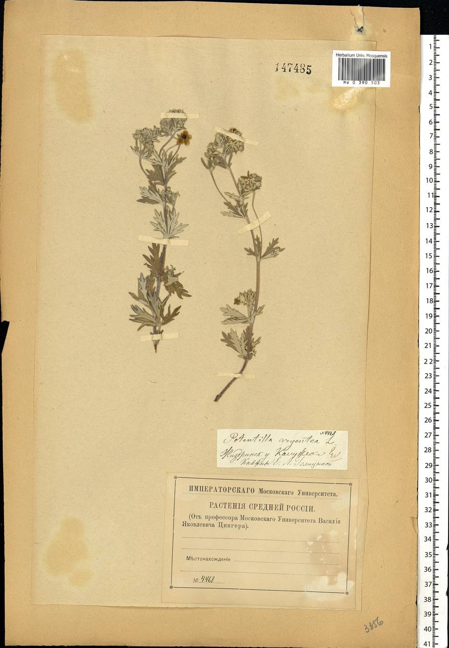 Potentilla argentea L., Eastern Europe, Central region (E4) (Russia)