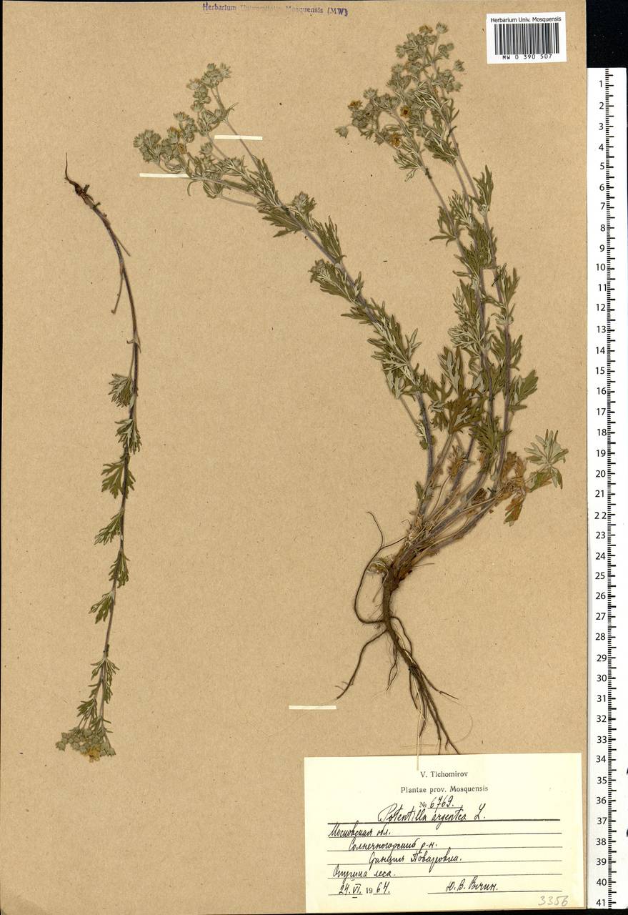 Potentilla argentea L., Eastern Europe, Moscow region (E4a) (Russia)