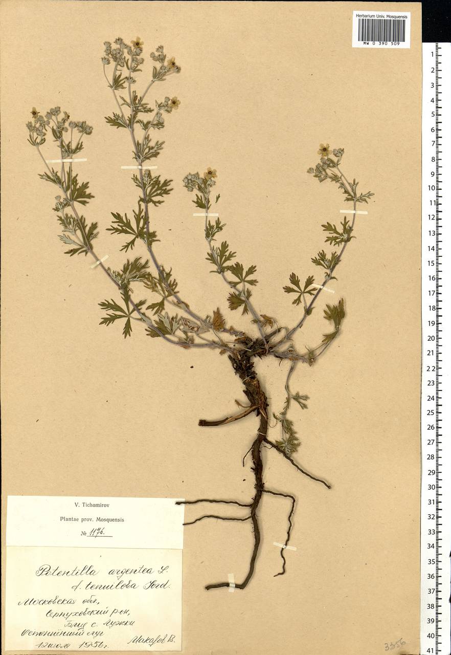 Potentilla argentea L., Eastern Europe, Moscow region (E4a) (Russia)