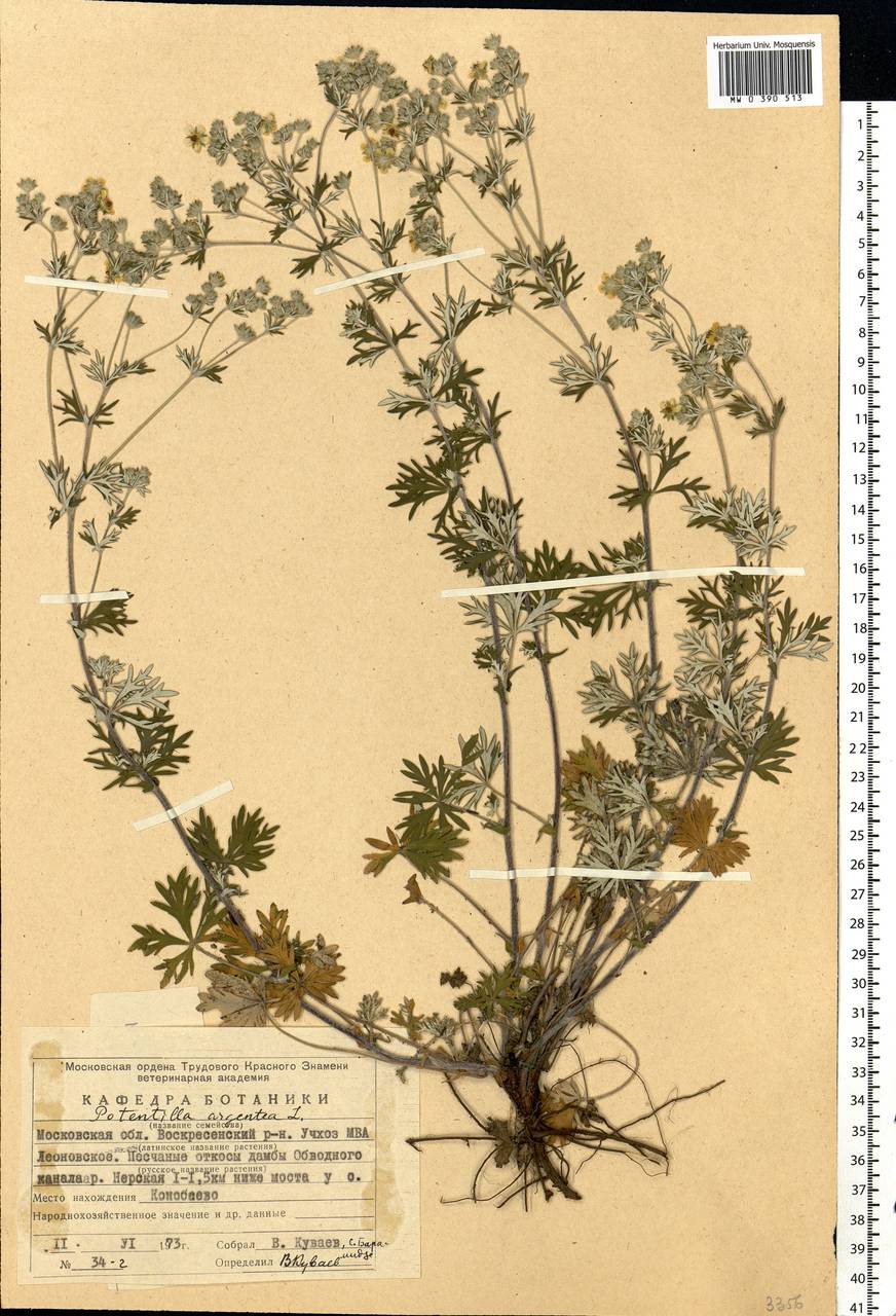 Potentilla argentea L., Eastern Europe, Moscow region (E4a) (Russia)