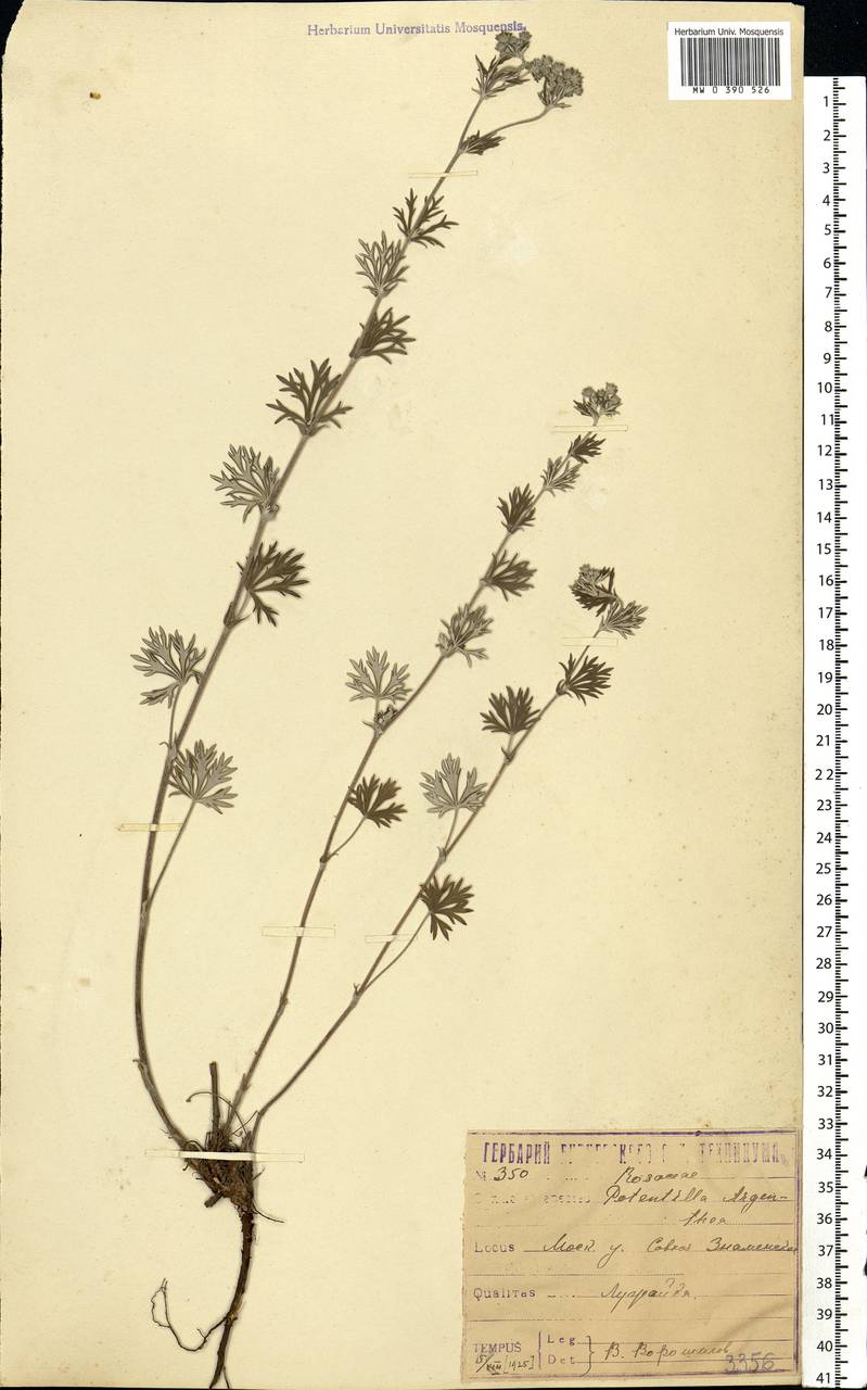 Potentilla argentea L., Eastern Europe, Moscow region (E4a) (Russia)
