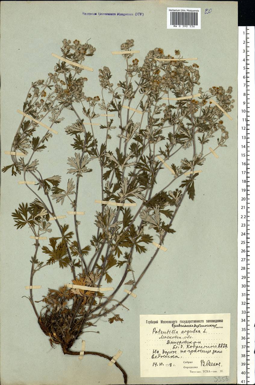 Potentilla argentea L., Eastern Europe, Moscow region (E4a) (Russia)