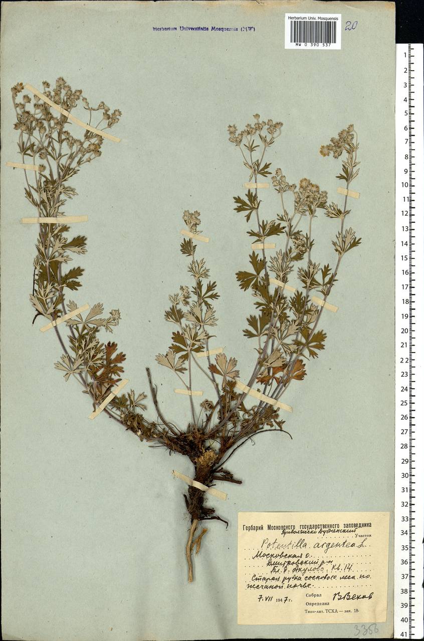 Potentilla argentea L., Eastern Europe, Moscow region (E4a) (Russia)