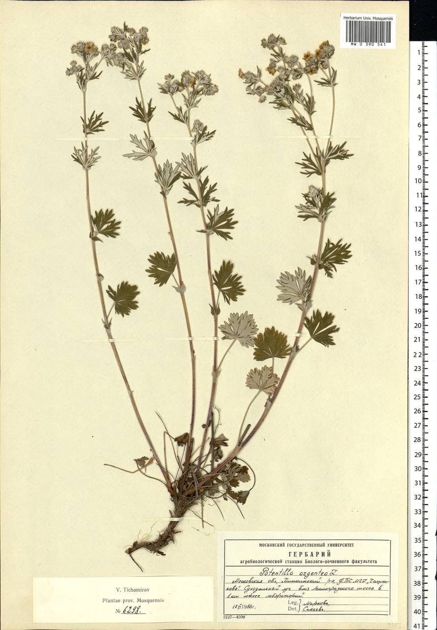Potentilla argentea L., Eastern Europe, Moscow region (E4a) (Russia)