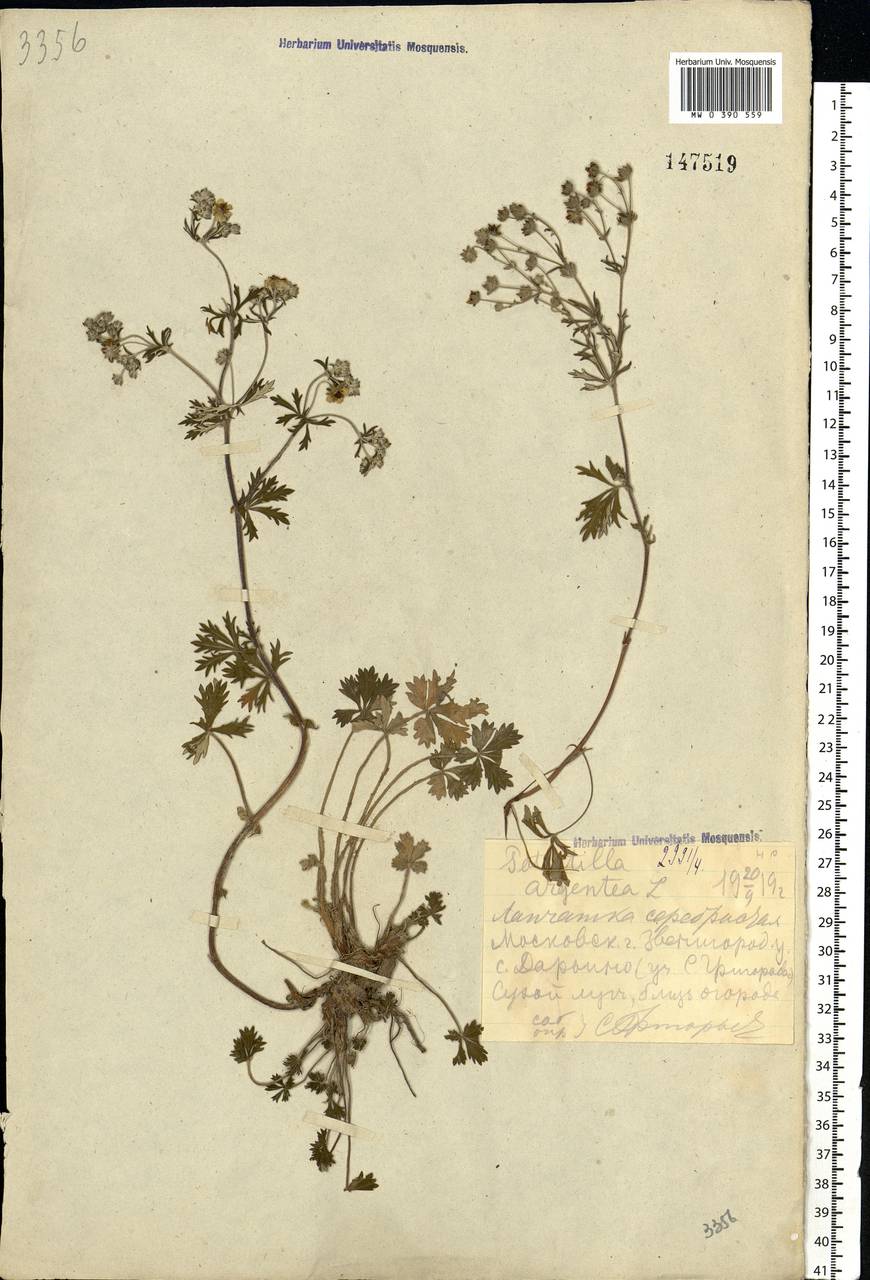 Potentilla argentea L., Eastern Europe, Moscow region (E4a) (Russia)