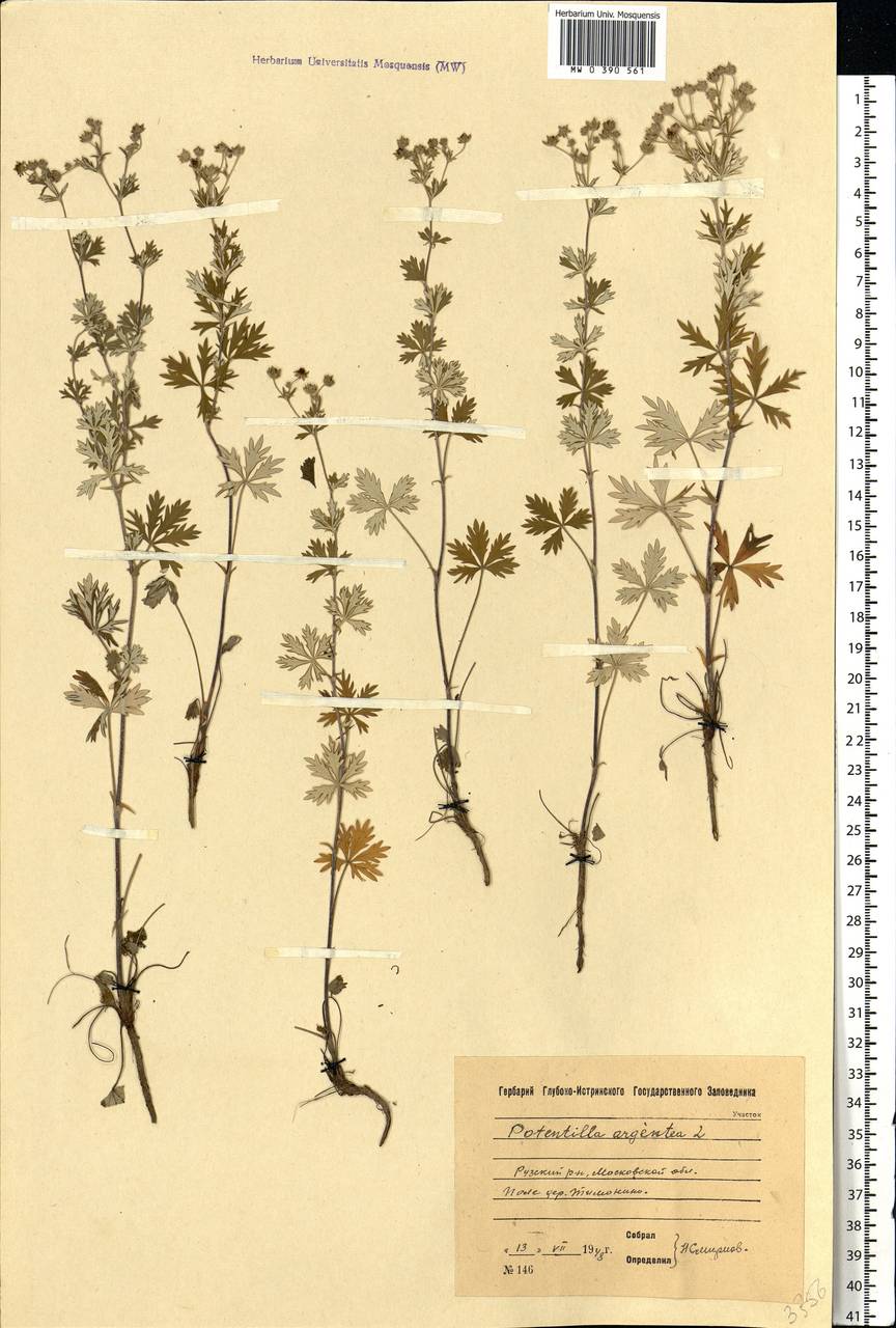 Potentilla argentea L., Eastern Europe, Moscow region (E4a) (Russia)