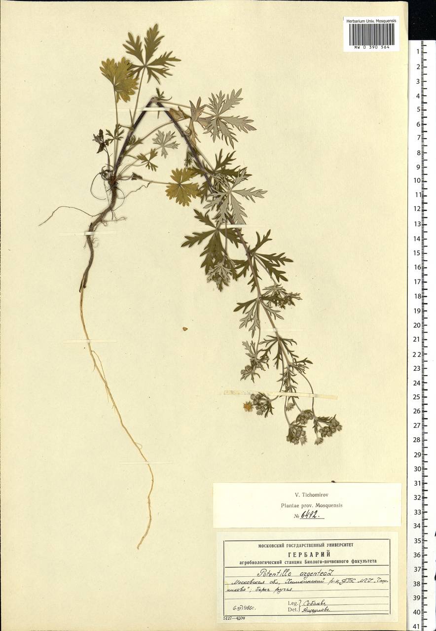 Potentilla argentea L., Eastern Europe, Moscow region (E4a) (Russia)
