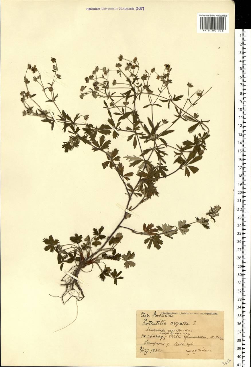 Potentilla argentea L., Eastern Europe, Moscow region (E4a) (Russia)