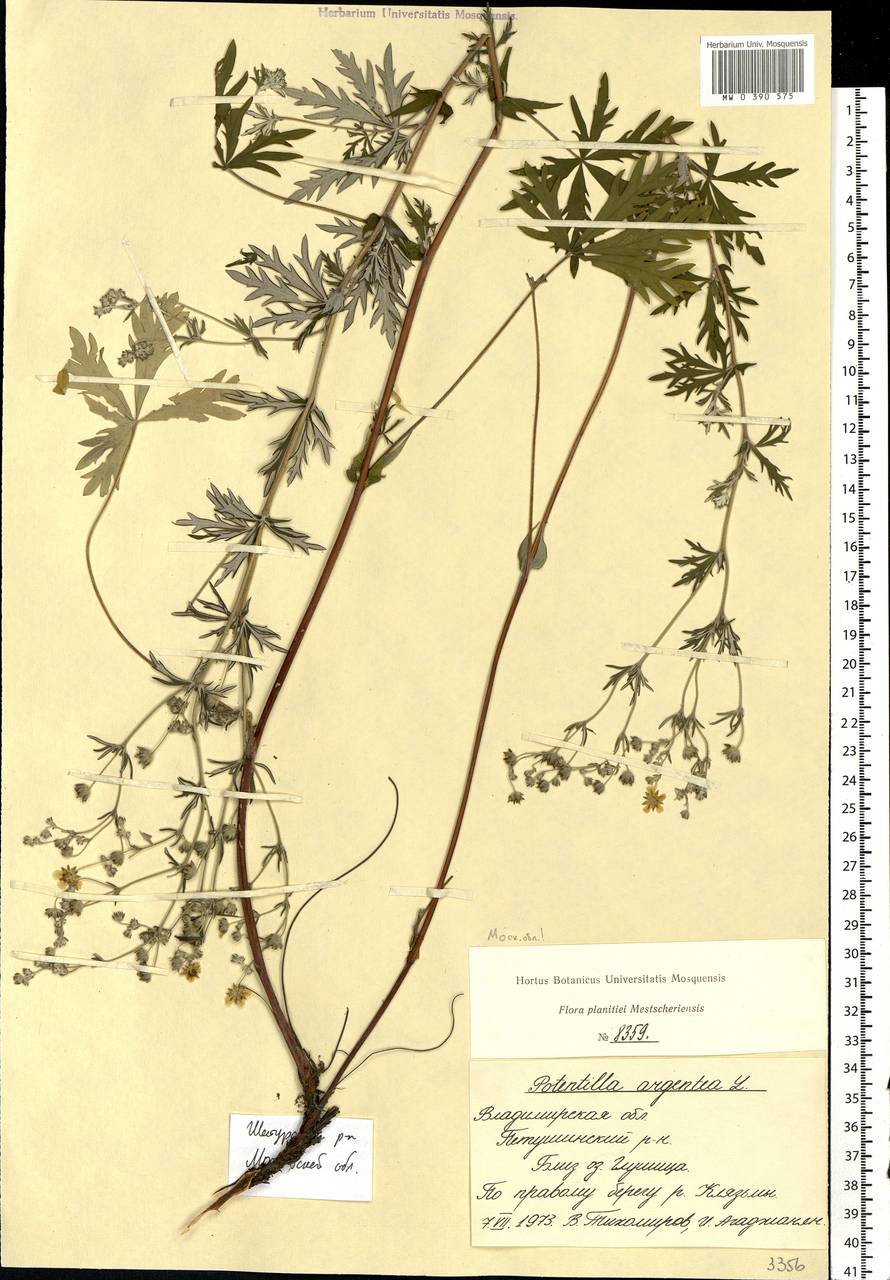 Potentilla argentea L., Eastern Europe, Moscow region (E4a) (Russia)