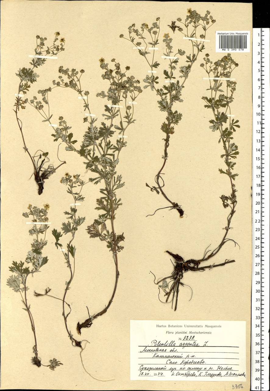 Potentilla argentea L., Eastern Europe, Moscow region (E4a) (Russia)