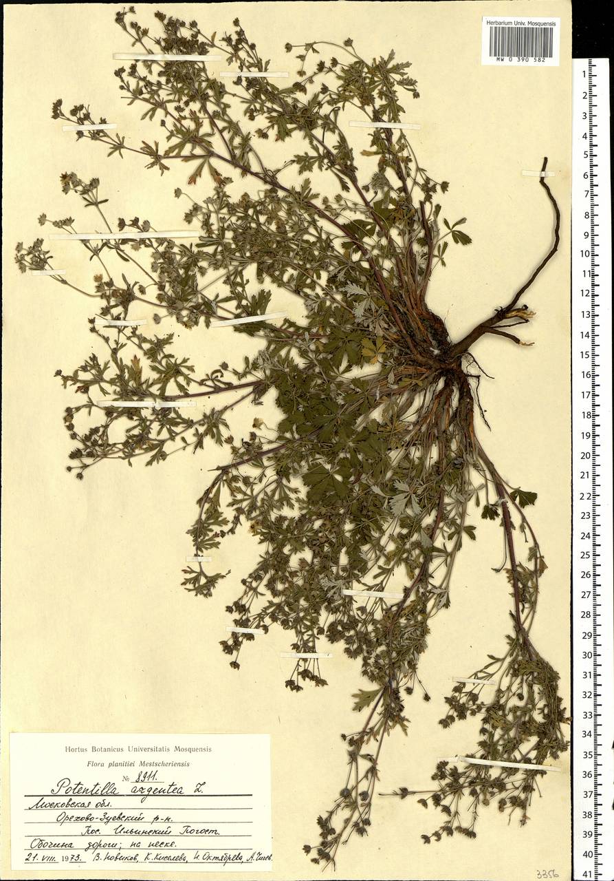 Potentilla argentea L., Eastern Europe, Moscow region (E4a) (Russia)