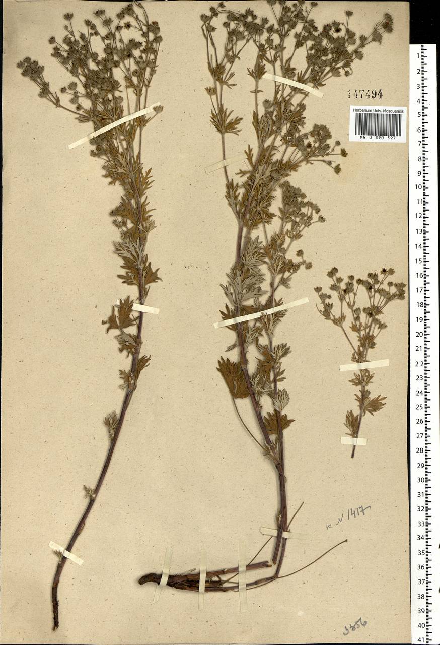 Potentilla argentea L., Eastern Europe, Moscow region (E4a) (Russia)