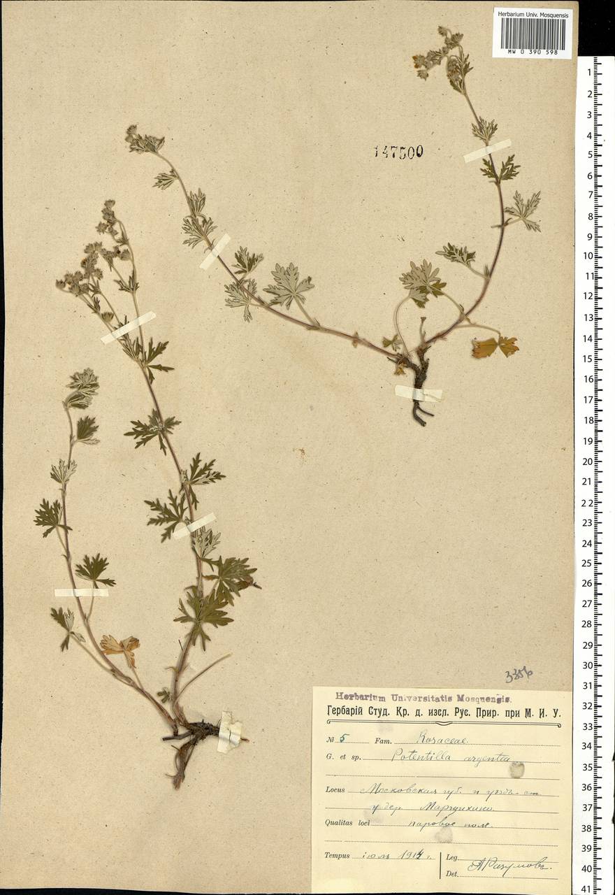 Potentilla argentea L., Eastern Europe, Moscow region (E4a) (Russia)