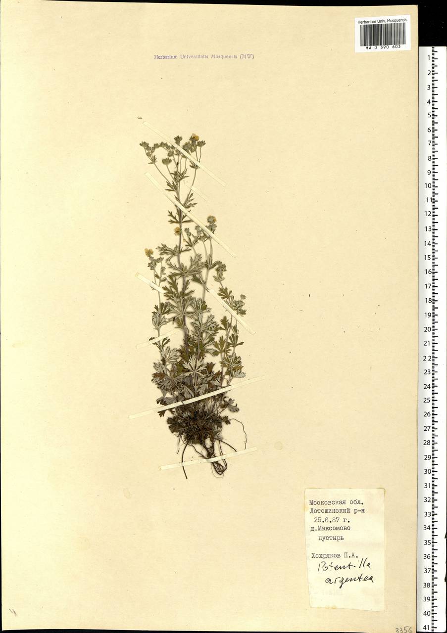 Potentilla argentea L., Eastern Europe, Moscow region (E4a) (Russia)