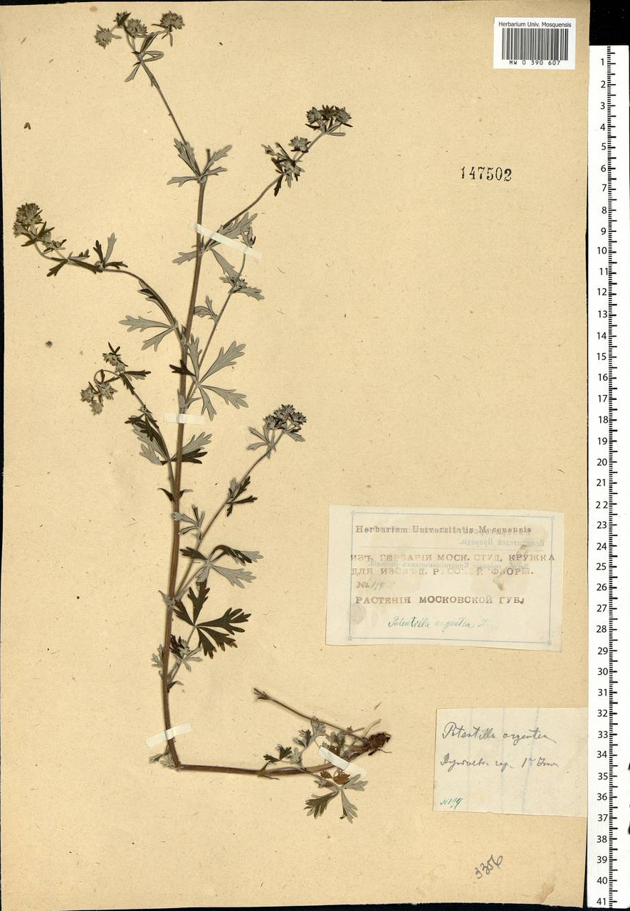 Potentilla argentea L., Eastern Europe, Moscow region (E4a) (Russia)
