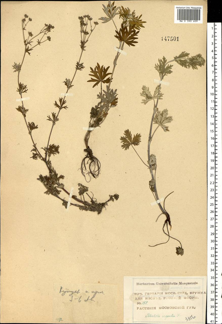 Potentilla argentea L., Eastern Europe, Moscow region (E4a) (Russia)