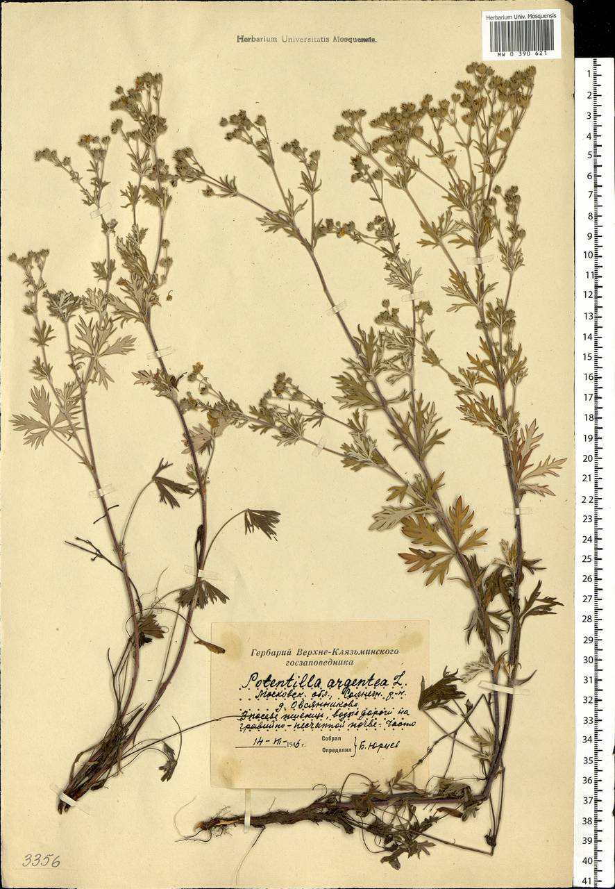 Potentilla argentea L., Eastern Europe, Moscow region (E4a) (Russia)