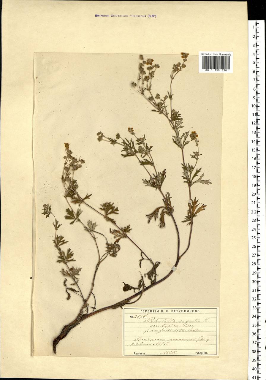 Potentilla argentea L., Eastern Europe, Moscow region (E4a) (Russia)
