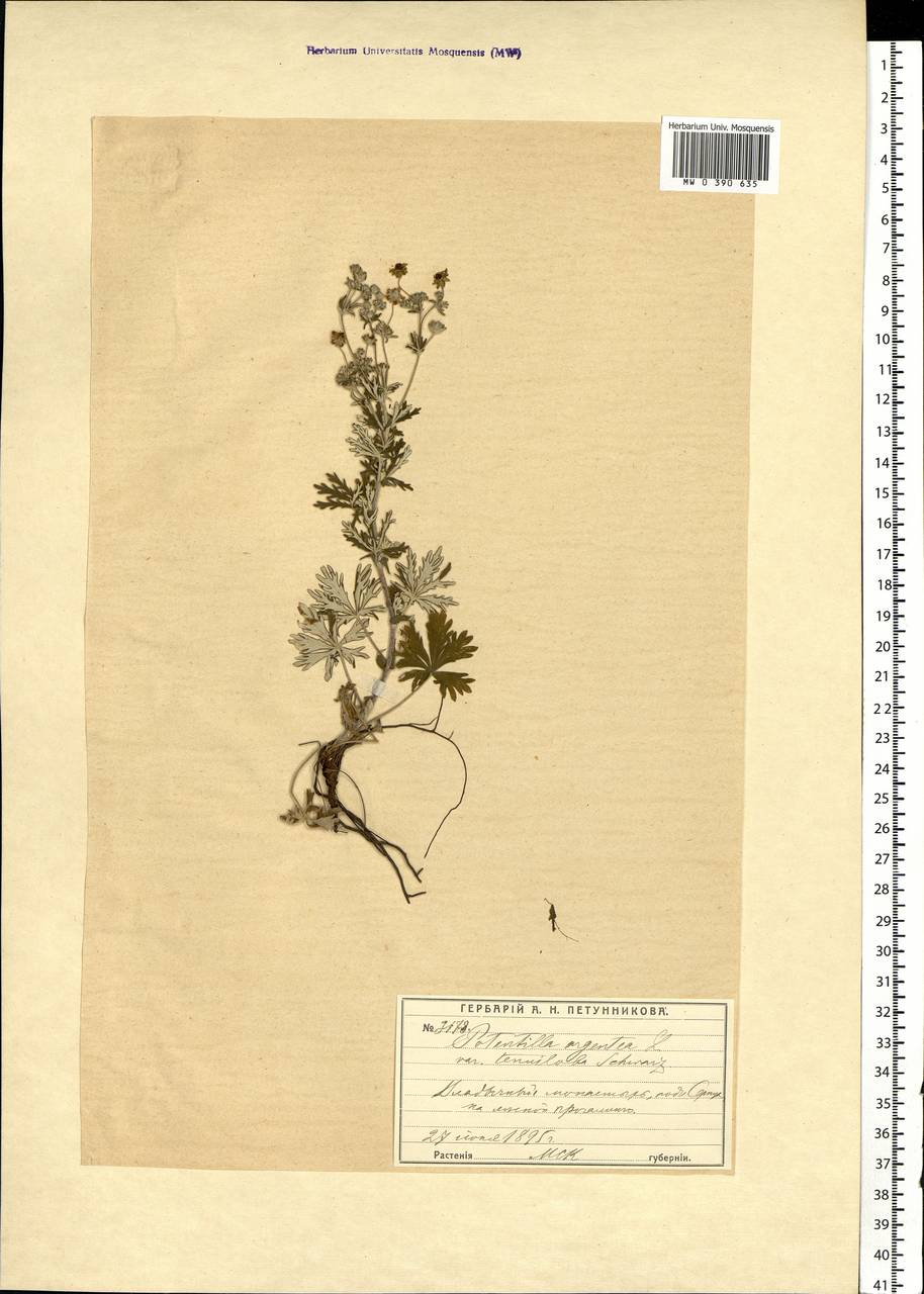 Potentilla argentea L., Eastern Europe, Moscow region (E4a) (Russia)