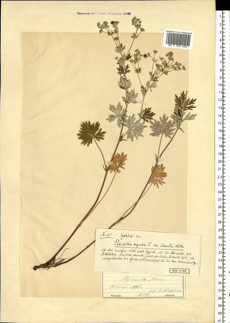Potentilla argentea L., Eastern Europe, Moscow region (E4a) (Russia)