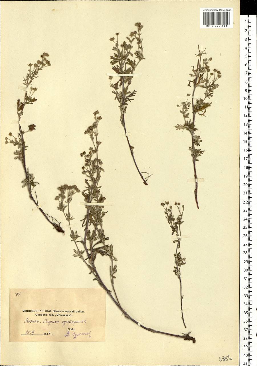 Potentilla argentea L., Eastern Europe, Moscow region (E4a) (Russia)