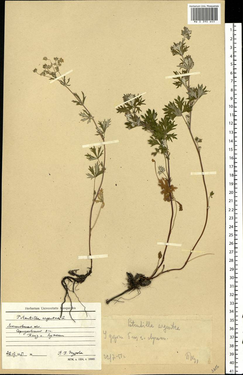 Potentilla argentea L., Eastern Europe, Moscow region (E4a) (Russia)