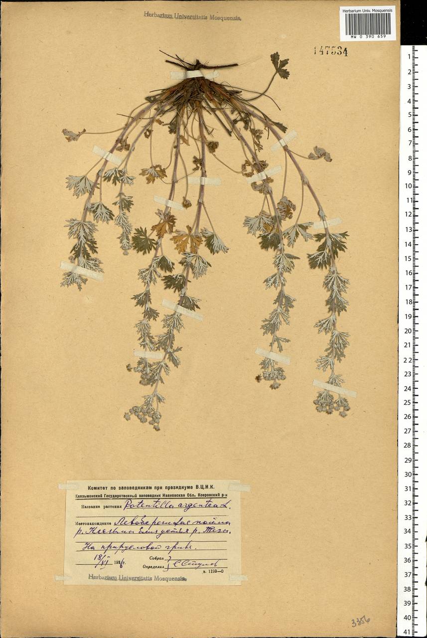 Potentilla argentea L., Eastern Europe, Central forest region (E5) (Russia)