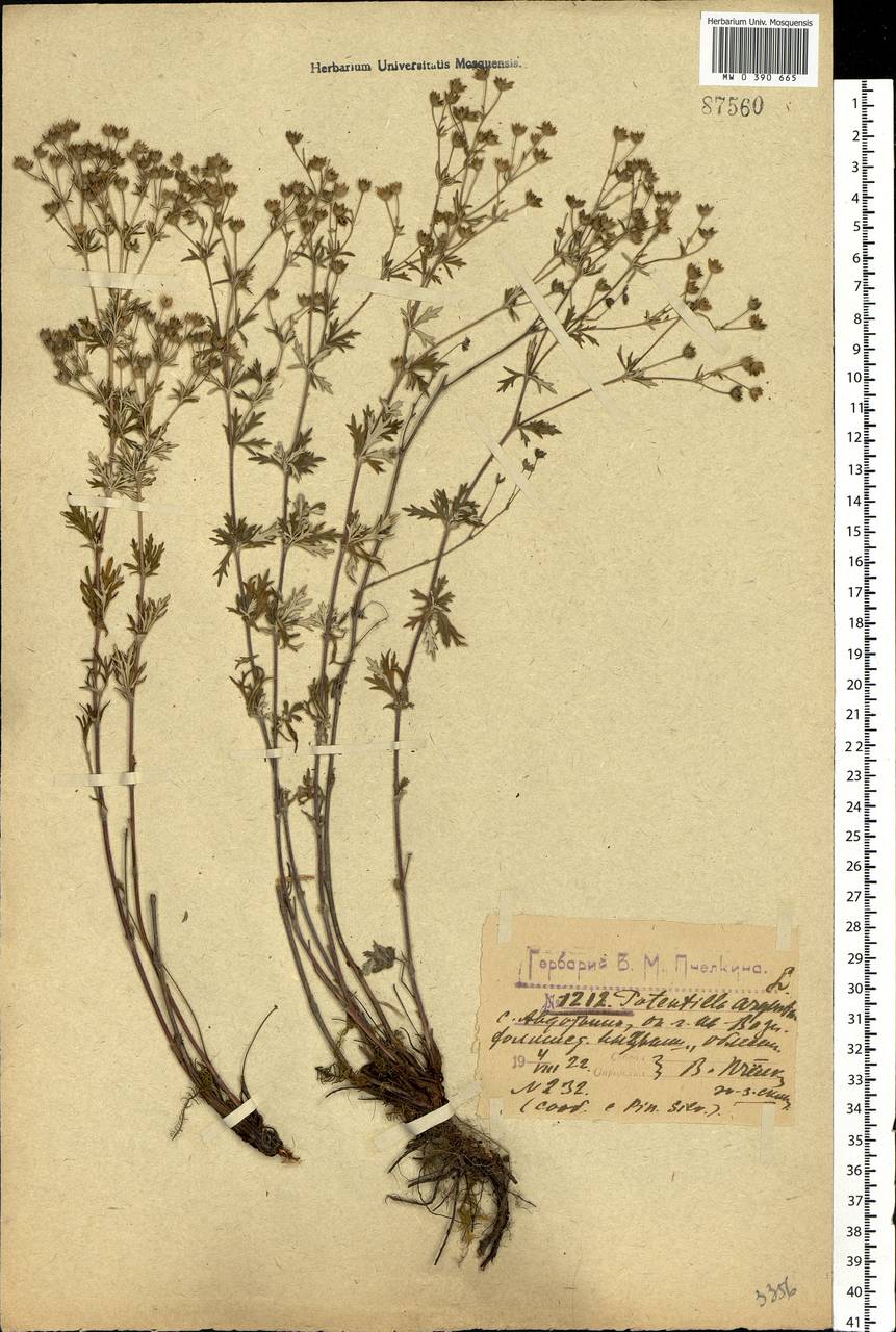 Potentilla argentea L., Eastern Europe, Central forest region (E5) (Russia)
