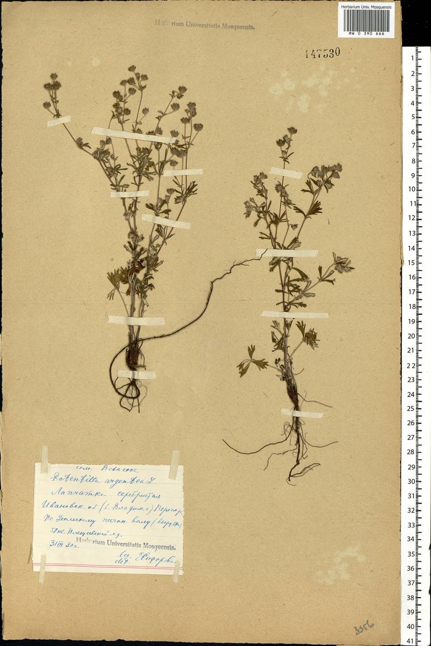 Potentilla argentea L., Eastern Europe, Central forest region (E5) (Russia)