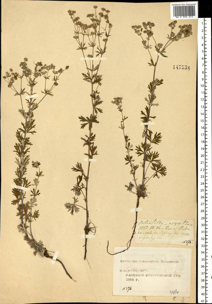 Potentilla argentea L., Eastern Europe, Central forest region (E5) (Russia)