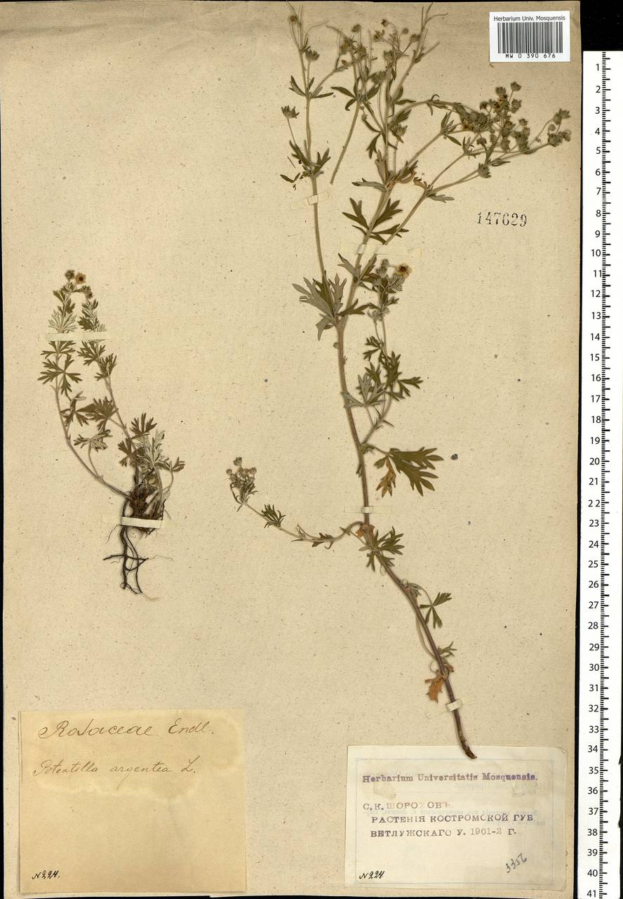 Potentilla argentea L., Eastern Europe, Volga-Kama region (E7) (Russia)