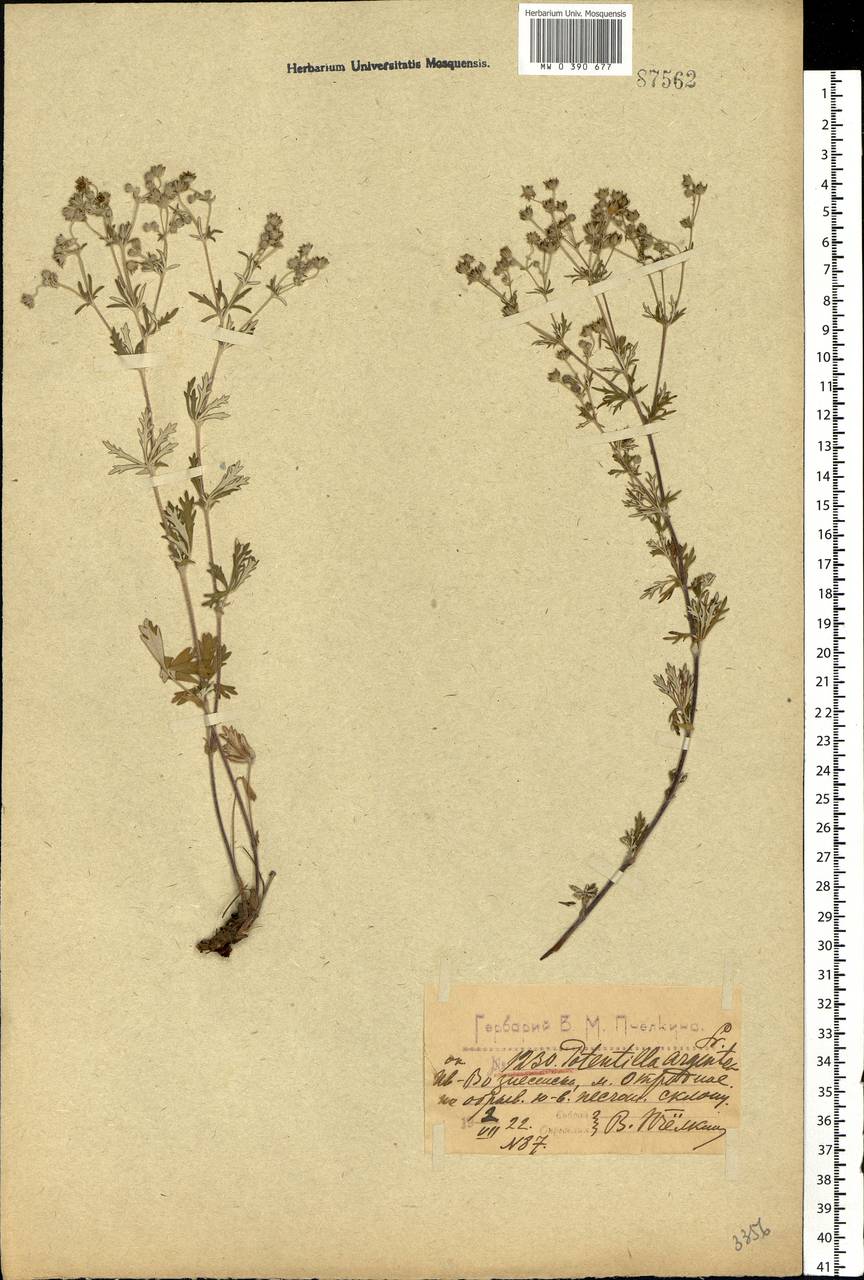 Potentilla argentea L., Eastern Europe, Central forest region (E5) (Russia)