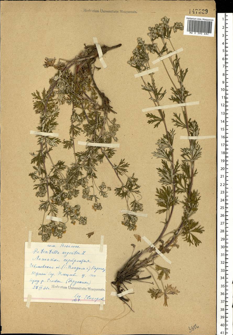 Potentilla argentea L., Eastern Europe, Central forest region (E5) (Russia)