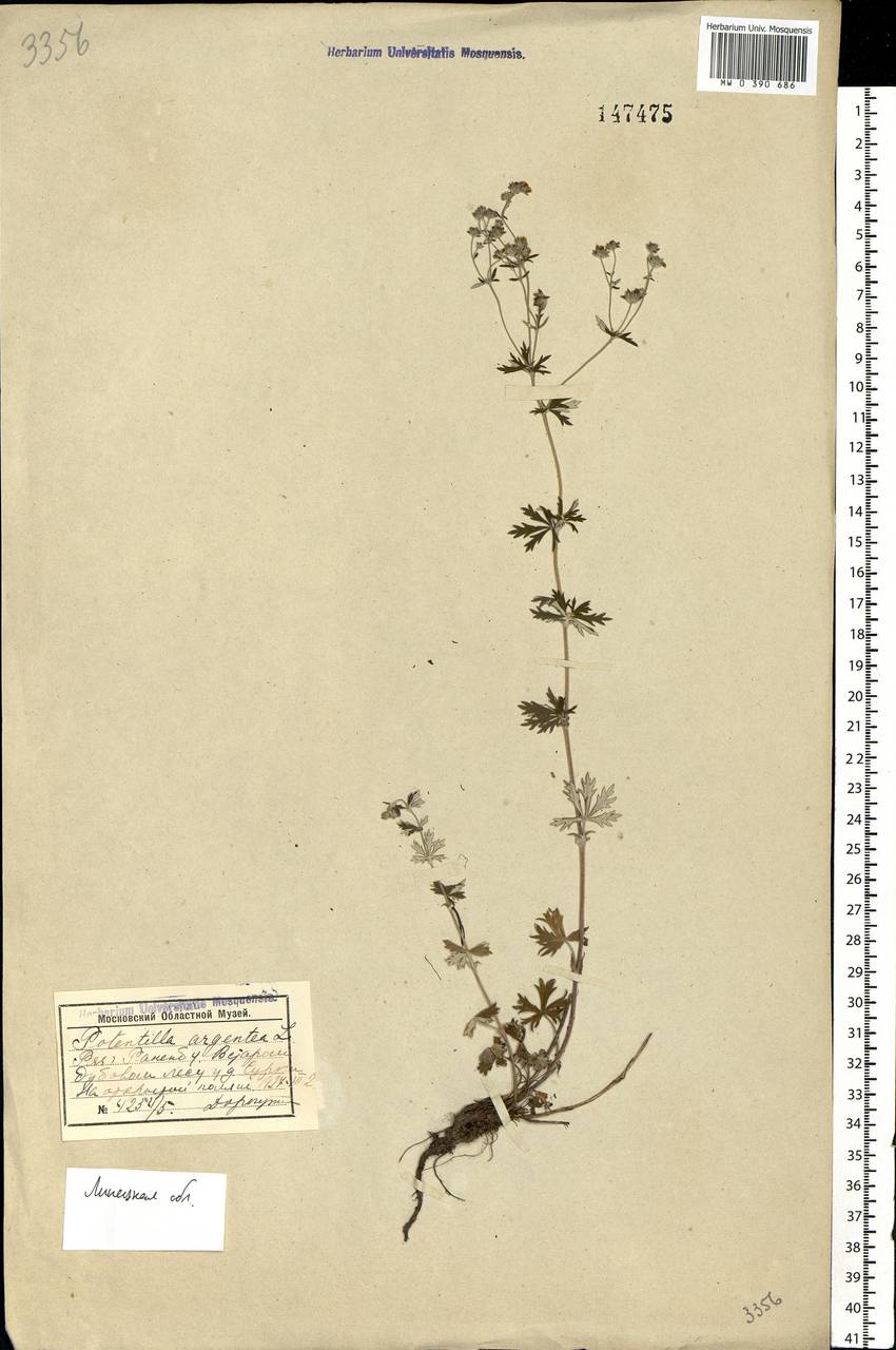 Potentilla argentea L., Eastern Europe, Central forest-and-steppe region (E6) (Russia)