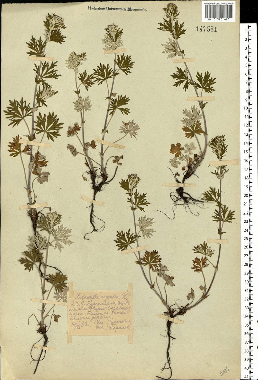 Potentilla argentea L., Eastern Europe, Central forest-and-steppe region (E6) (Russia)