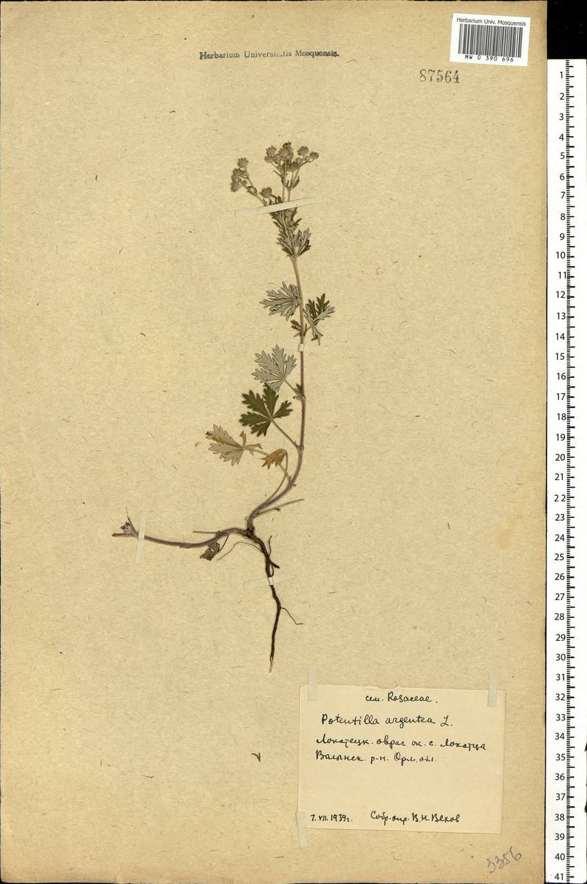 Potentilla argentea L., Eastern Europe, Central forest-and-steppe region (E6) (Russia)