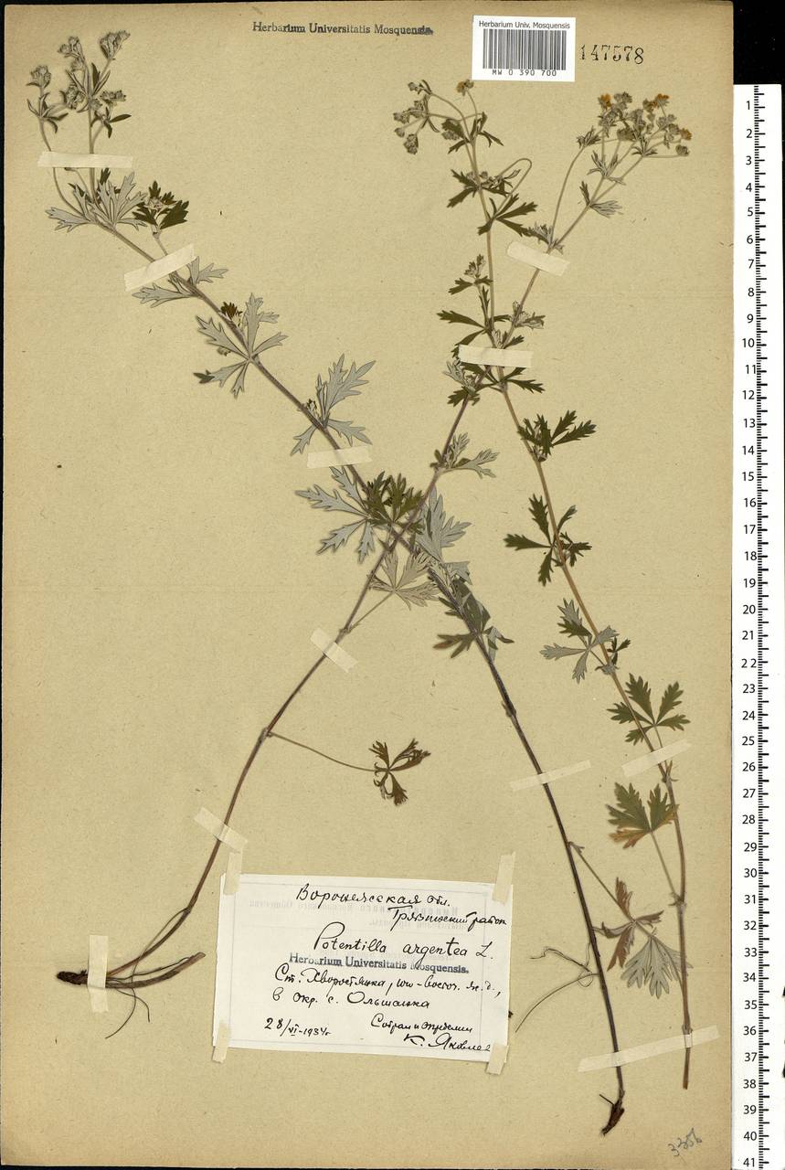 Potentilla argentea L., Eastern Europe, Central forest-and-steppe region (E6) (Russia)