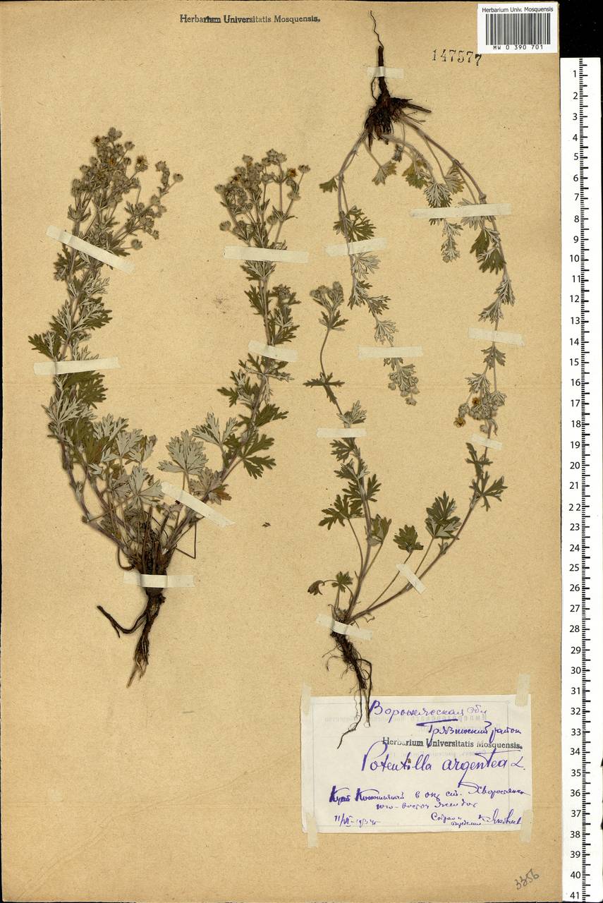 Potentilla argentea L., Eastern Europe, Central forest-and-steppe region (E6) (Russia)
