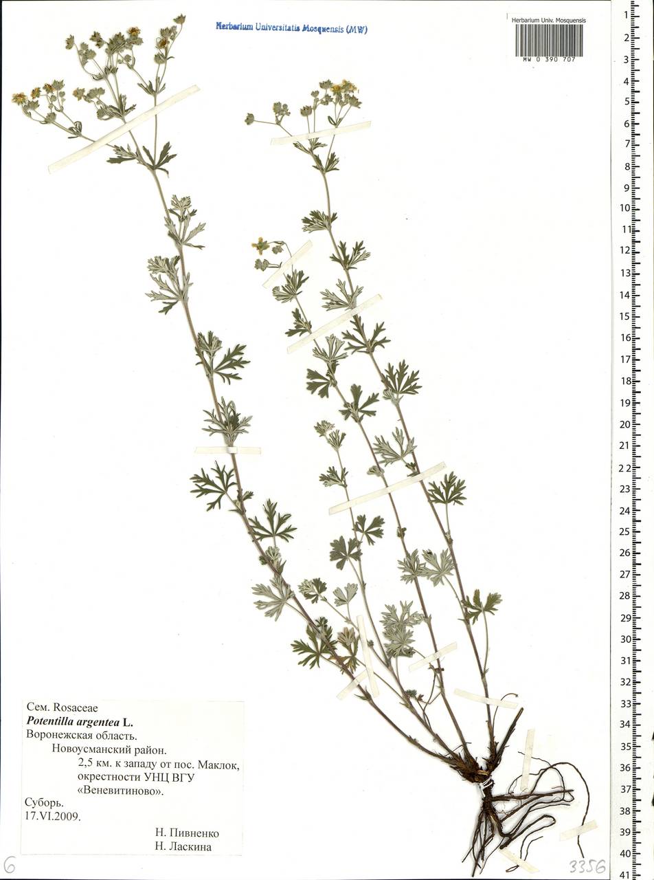 Potentilla argentea L., Eastern Europe, Central forest-and-steppe region (E6) (Russia)