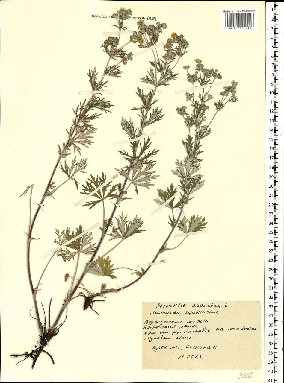 Potentilla argentea L., Eastern Europe, Central forest-and-steppe region (E6) (Russia)