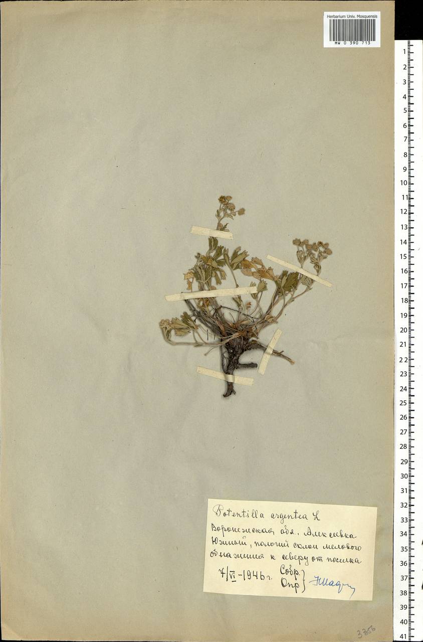 Potentilla argentea L., Eastern Europe, Central forest-and-steppe region (E6) (Russia)