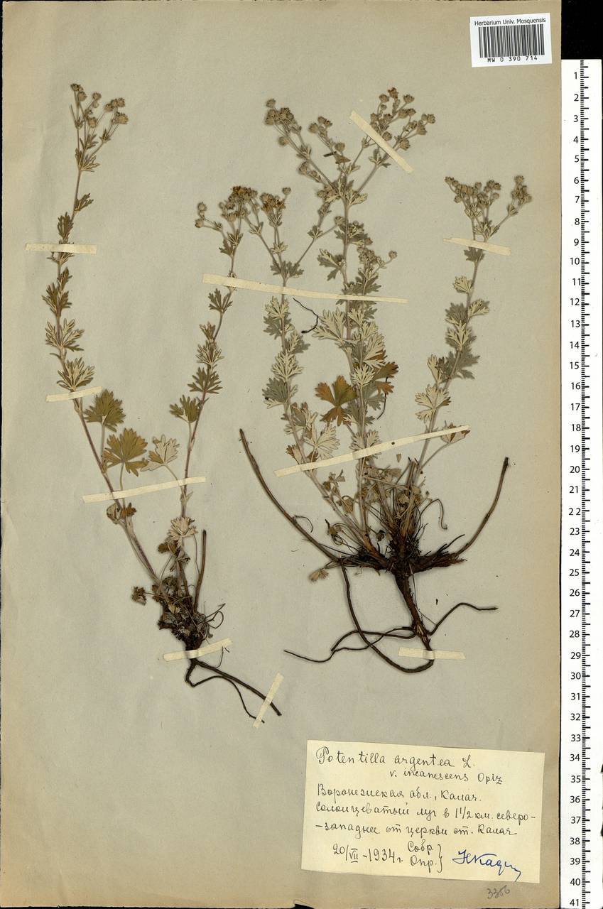 Potentilla argentea L., Eastern Europe, Central forest-and-steppe region (E6) (Russia)