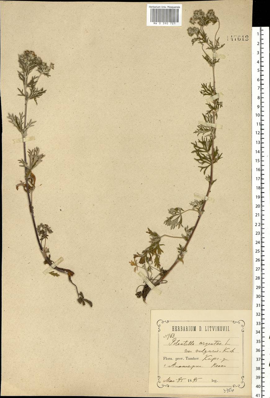 Potentilla argentea L., Eastern Europe, Central forest-and-steppe region (E6) (Russia)