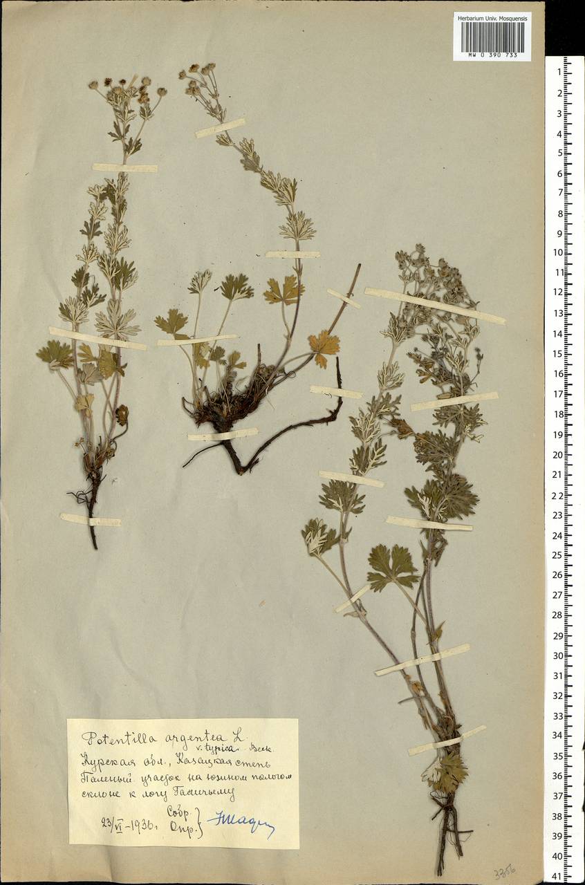 Potentilla argentea L., Eastern Europe, Central forest-and-steppe region (E6) (Russia)
