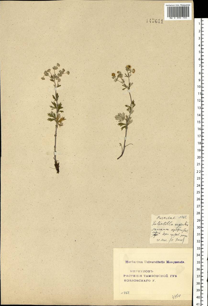 Potentilla argentea L., Eastern Europe, Central forest-and-steppe region (E6) (Russia)