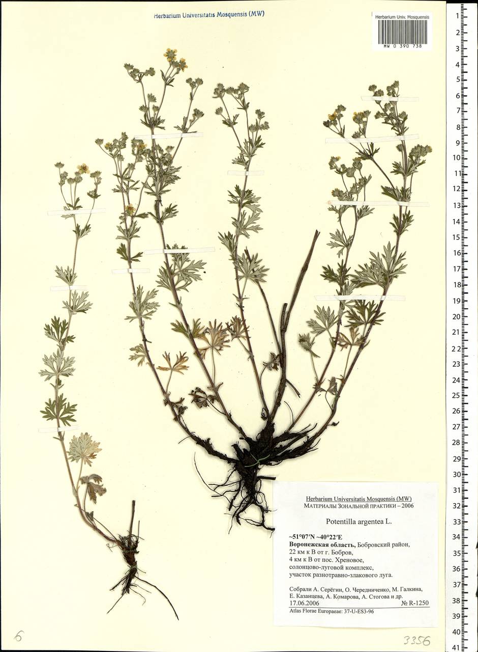 Potentilla argentea L., Eastern Europe, Central forest-and-steppe region (E6) (Russia)
