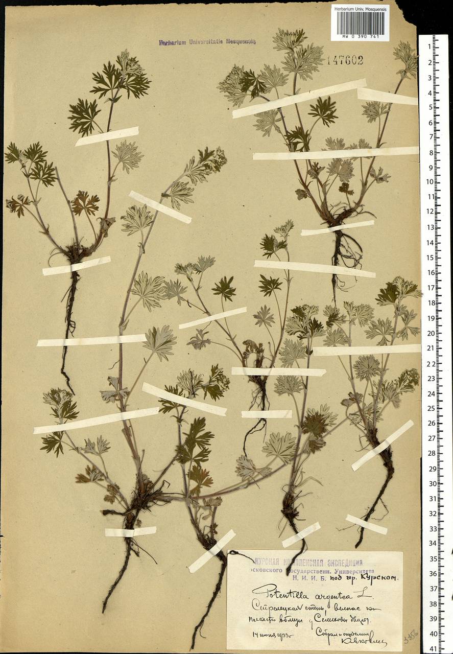 Potentilla argentea L., Eastern Europe, Central forest-and-steppe region (E6) (Russia)