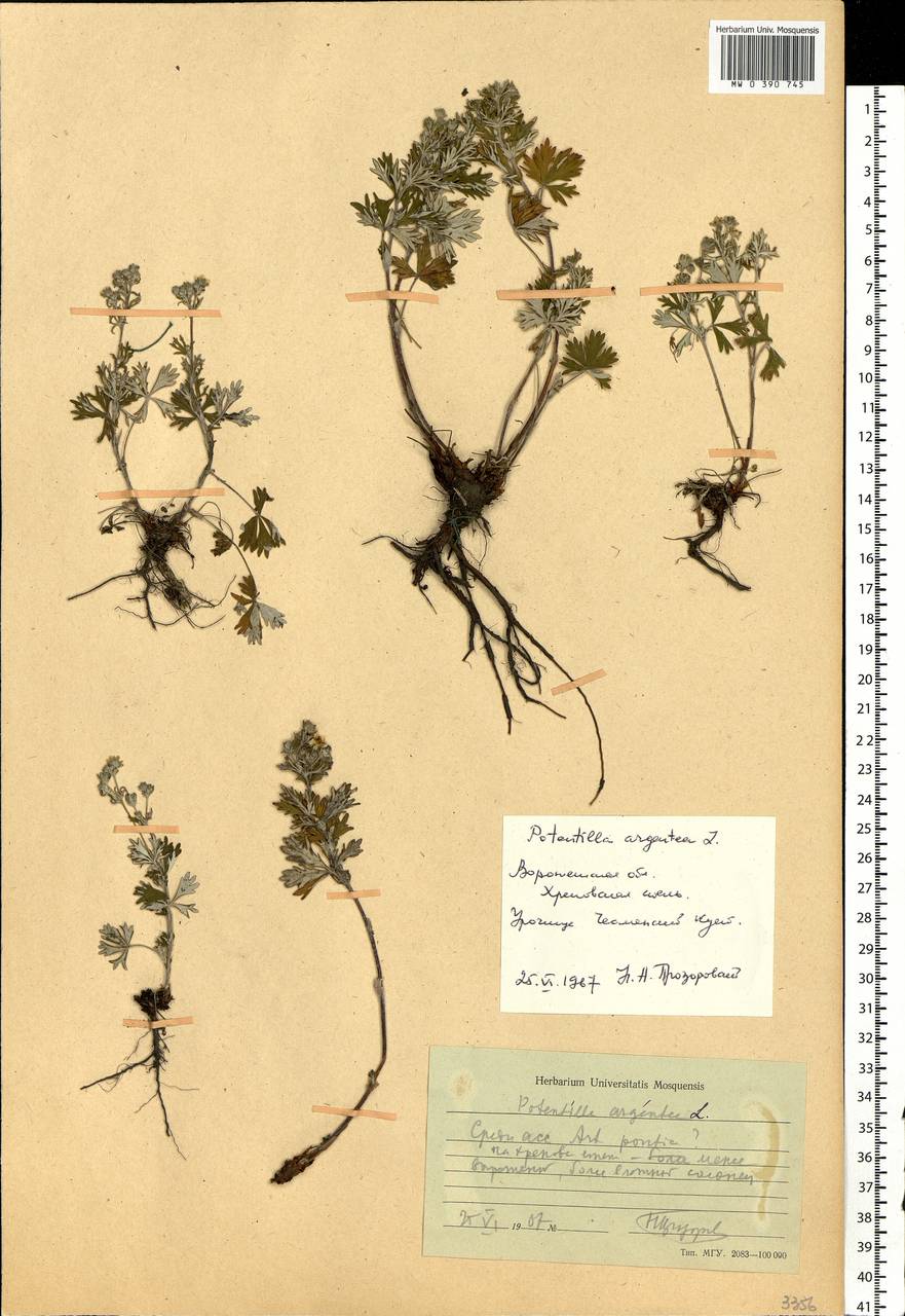 Potentilla argentea L., Eastern Europe, Central forest-and-steppe region (E6) (Russia)