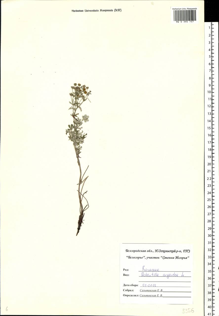 Potentilla argentea L., Eastern Europe, Central forest-and-steppe region (E6) (Russia)